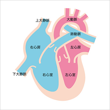 心臓の構造イメージ